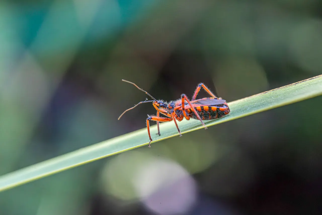 Bed Bug Exterminator in Cornelius