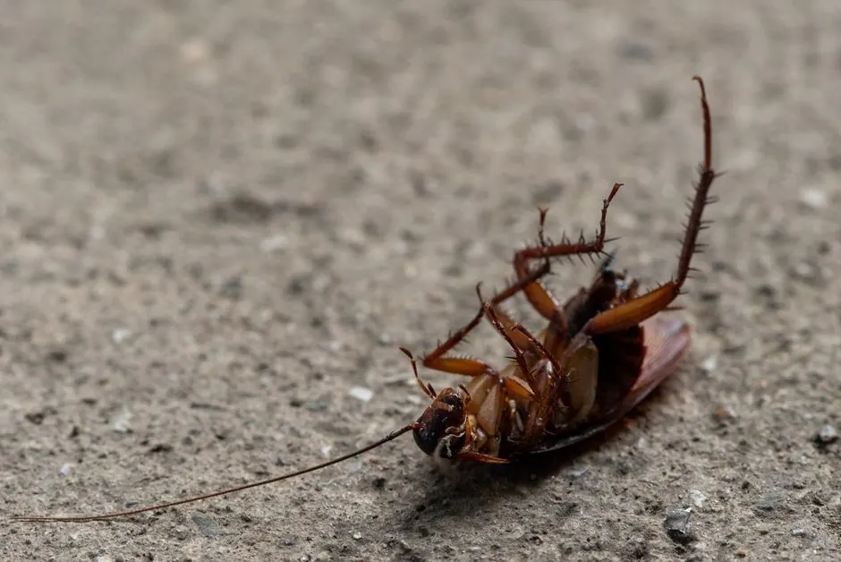 Best Way to Get Rid of Bed Bugs in Charlotte NC
