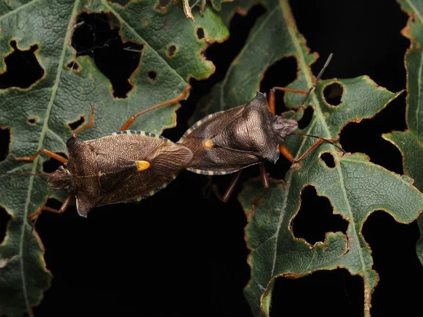 Bugs That Look Like Bed Bugs in Charlotte