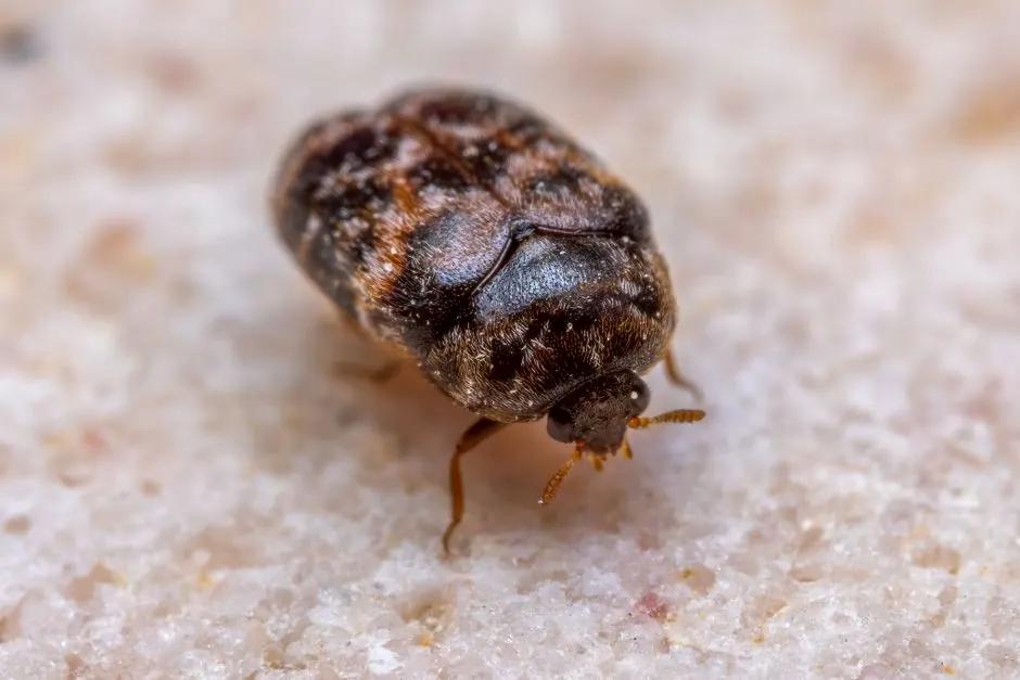 How to Get Rid of Bed Bugs in Charlotte NC