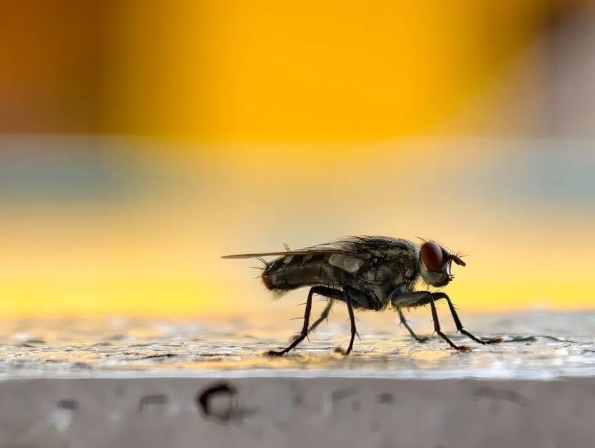 How to Tell If You Have Bed Bugs in Your Charlotte Home