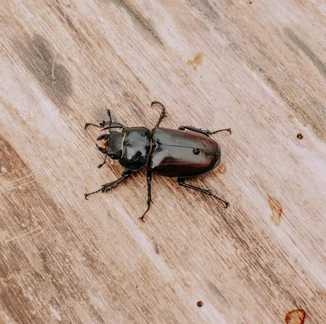 What Is the Best Bed Bug Treatment for Charlotte Homes?